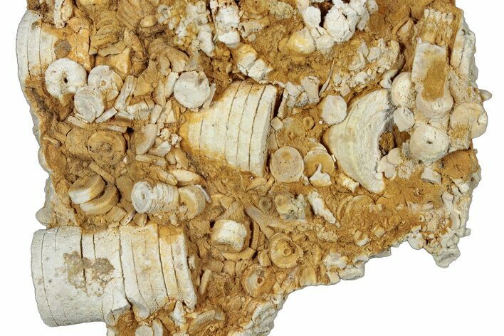 Mississippian Fossil Crinoid Stem Cluster - Kentucky #358738